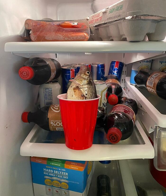 Chaotic dude fridge filled with drinks and a fish in a red cup, surrounded by soda cans and eggs.