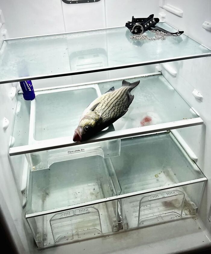 Chaotic dude fridge with a fish and a camera part on glass shelves.
