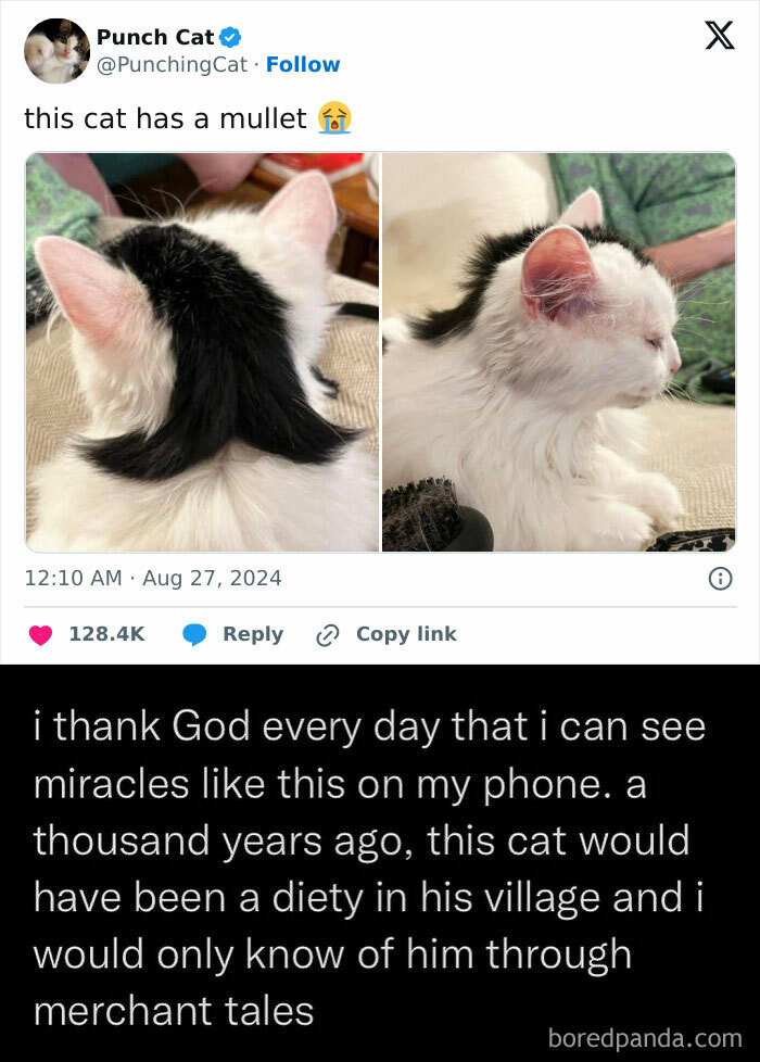 Cat with mullet hairstyle meme text overlay, showcasing funny-memes-unbruhthered humor.