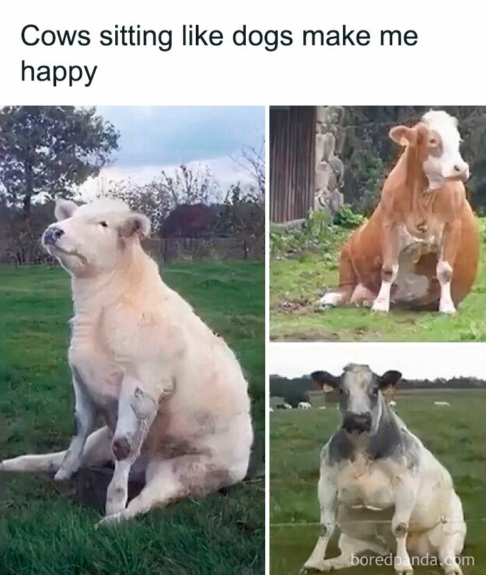 Funny-Random-Memes-Satisfydaily