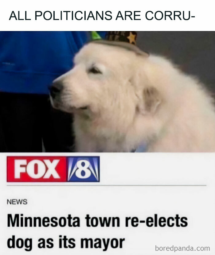 Funny meme of a dog elected as mayor, with the caption “All politicians are corru-,” balancing out a tough day.