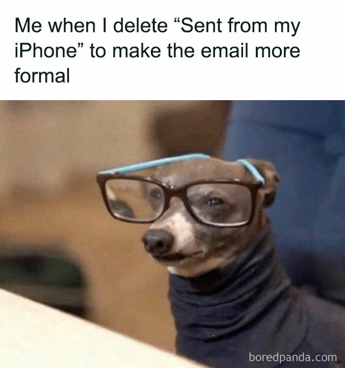 Dog wearing large glasses, humorously mimicking a formal email situation. Spot-on meme for coffee break laughter.