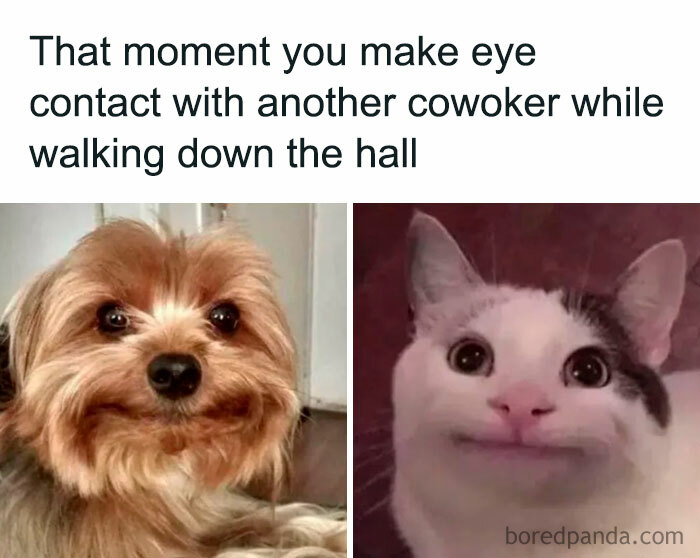 Funny meme of a dog and cat making eye contact, perfect for your third coffee break entertainment.