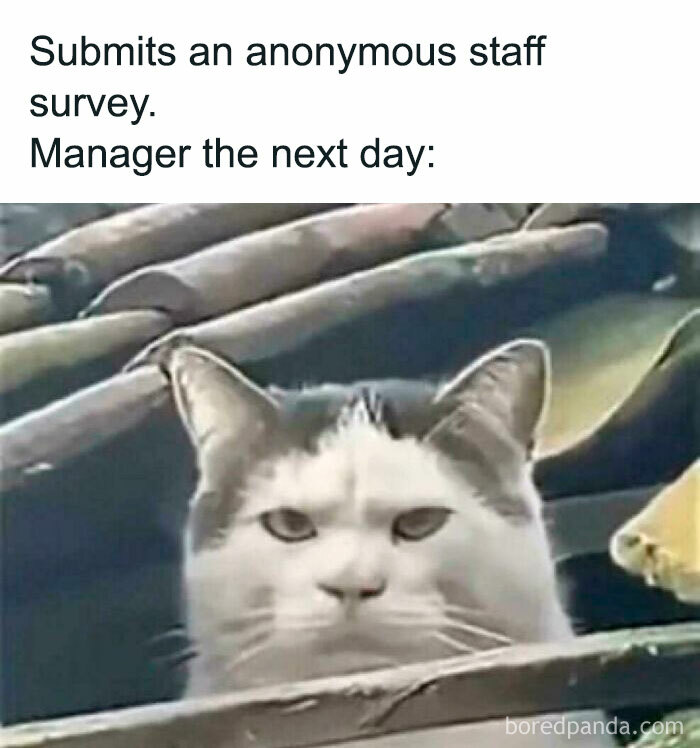 Grumpy cat meme captures the mood of workplace humor with manager's reaction, ideal for a coffee break laugh.