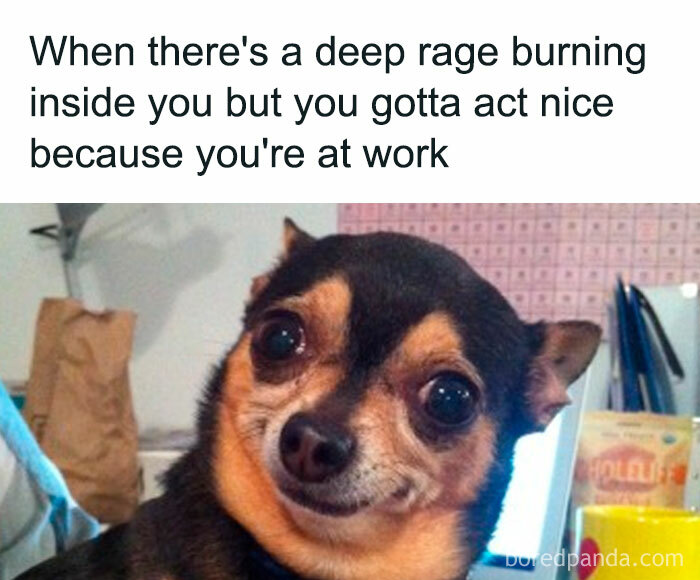 Funny meme with a dog's awkward expression, capturing work-related frustration humor.