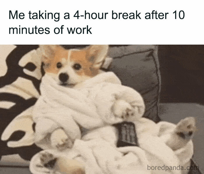 Corgi wrapped in a blanket, embodying a painfully spot-on meme for a coffee break.