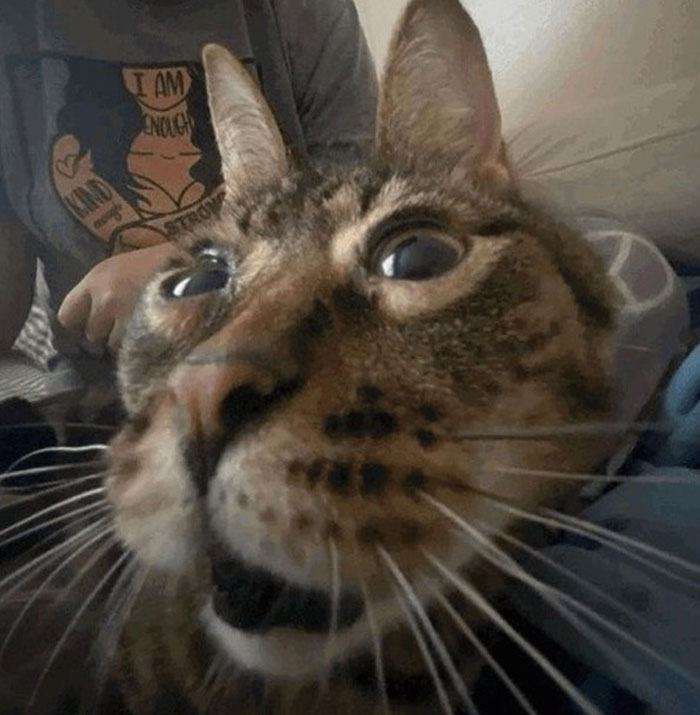 A close-up of a cat with a funny expression, exemplifying "Goofy Ahh" memes.