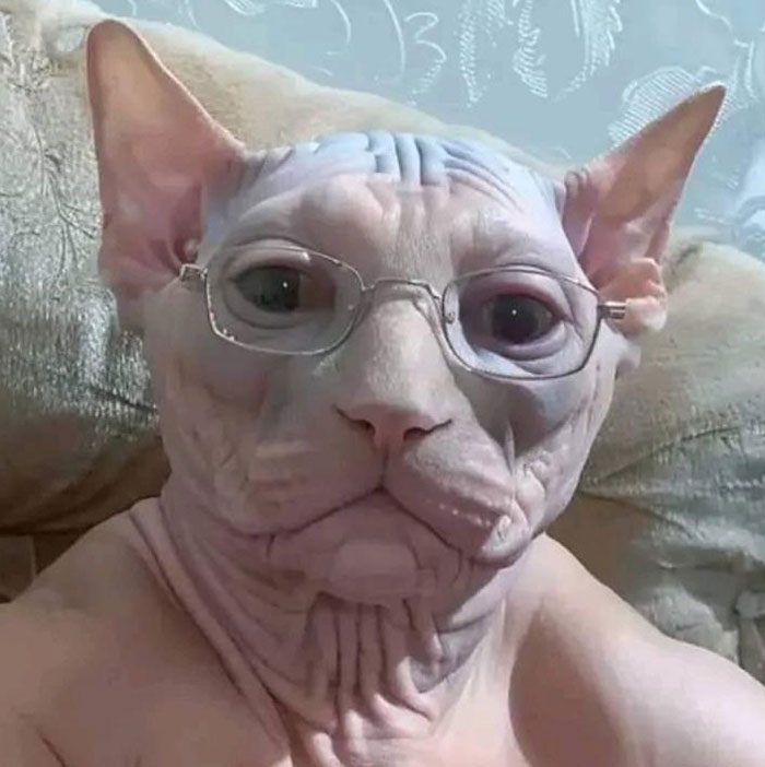 A hairless cat wearing glasses, embodying goofy memes with a humorous expression.