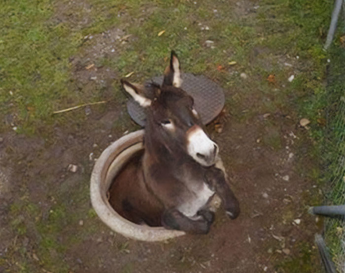 A donkey humorously stuck in a manhole, capturing the essence of "Goofy Ahh" memes.