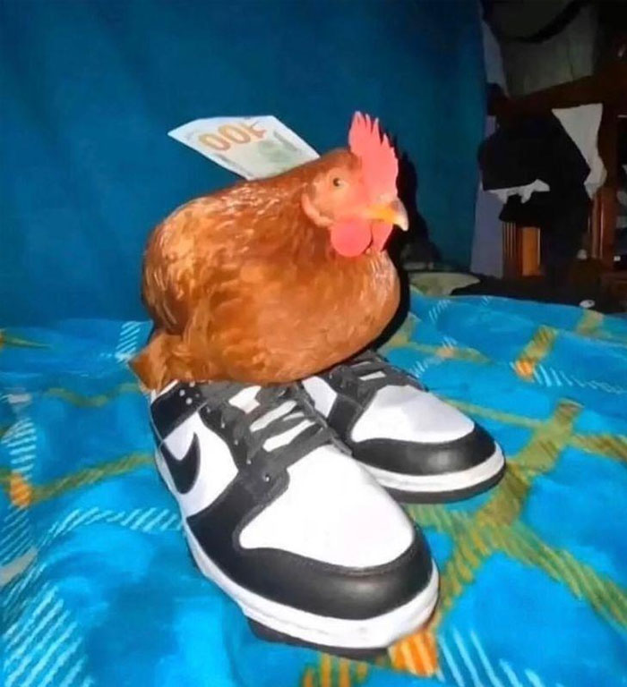 Chicken atop sneakers with cash; example of goofy memes.