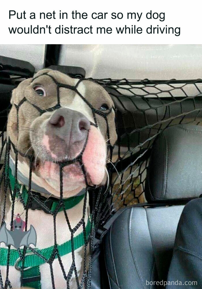 Dog tangled in car netting creating a goofy ahh meme moment.