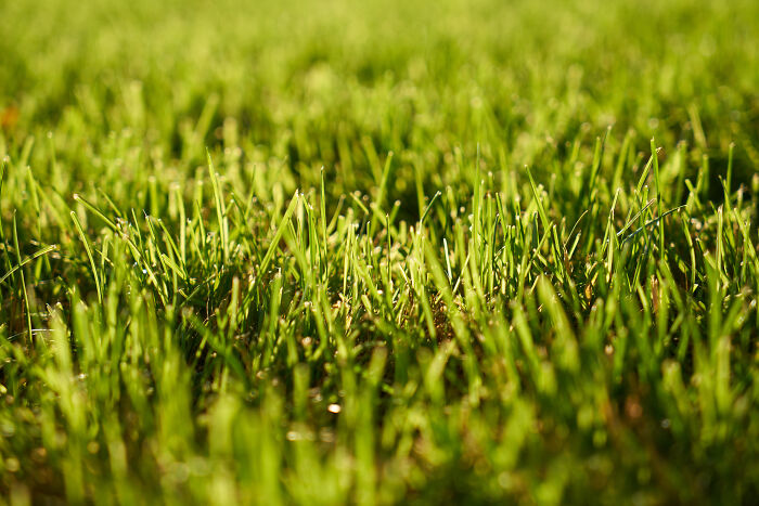 Close-up of a vibrant, sunlit grassy field, evoking a sense of smell and happiness.