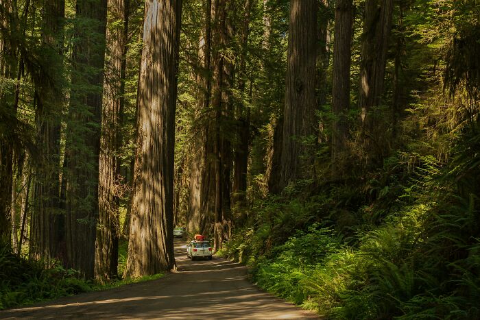 A car drives through a lush forest road surrounded by towering redwood trees, evoking a sense of happiness and tranquility.
