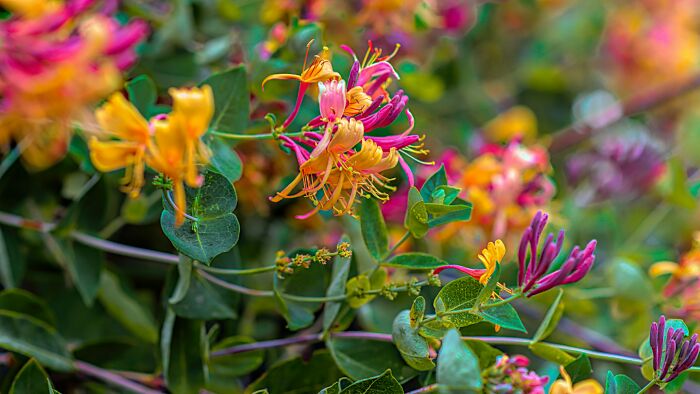 Vibrant honeysuckle flowers in bloom, highlighting their colorful petals and green foliage, evoke a feeling of natural happiness.