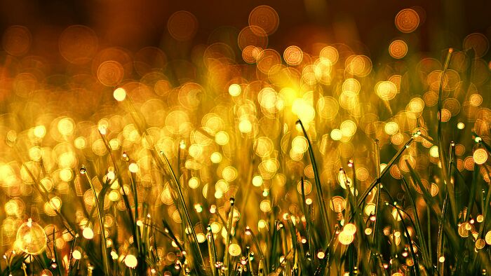 Golden light bokeh effect on grass, depicting a sense of happiness.