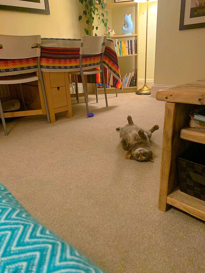 After An Initial 48 Hours Spent Hiding Under The Bed, Buffy Seems To Have Decided Her New Home Isn’t So Bad After All