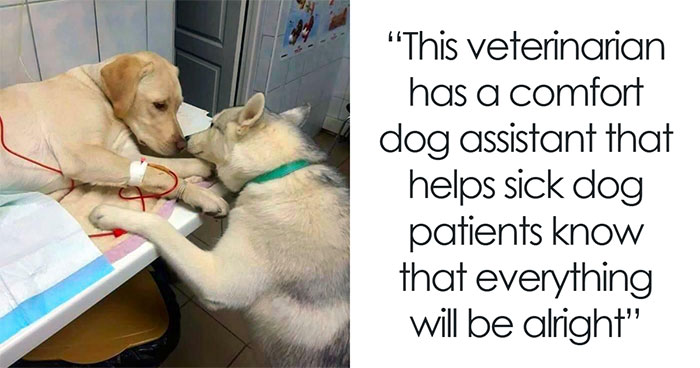 50 Wholesome “Eye Bleach” Pics To Cleanse Your Eyes From The Horrors Of The Internet