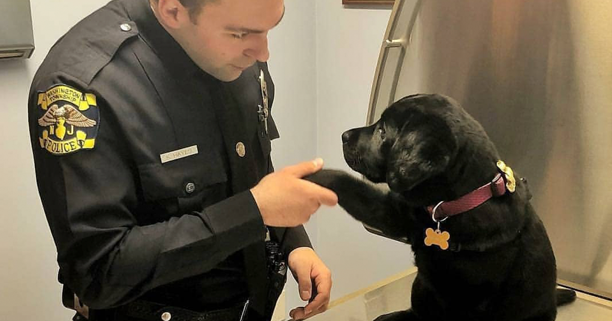 33 Publicaciones reconfortantes para limpiar tus ojos de los horrores de internet