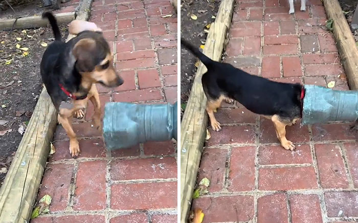 Derpy dog with head stuck in metal bucket on brick patio, showcasing funny dog moments and derpy dog behavior.