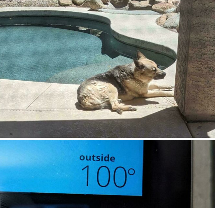 German Shepherd lying by pool in 100-degree heat, showing derpy dog behavior on a hot sunny day.