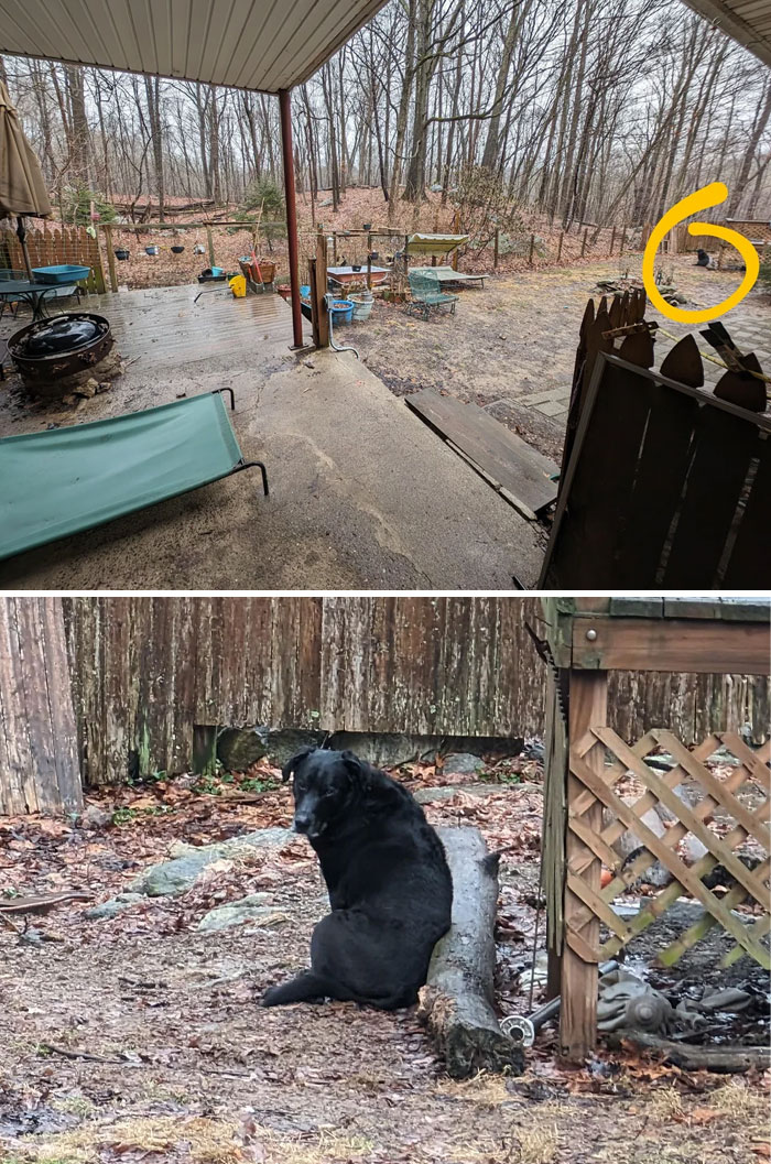 Black dog sitting derpy outdoors in a backyard with leafless trees and rustic wooden fence in the background.