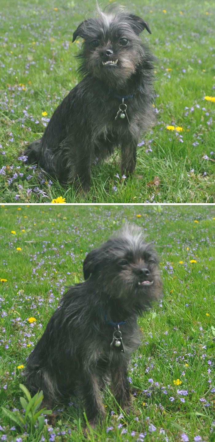Derpy black dog with scruffy fur and crooked teeth sitting in a grassy field with small purple and yellow flowers.