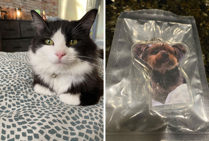 Cat on a bed versus a dog keychain; a classic online shopping fail.