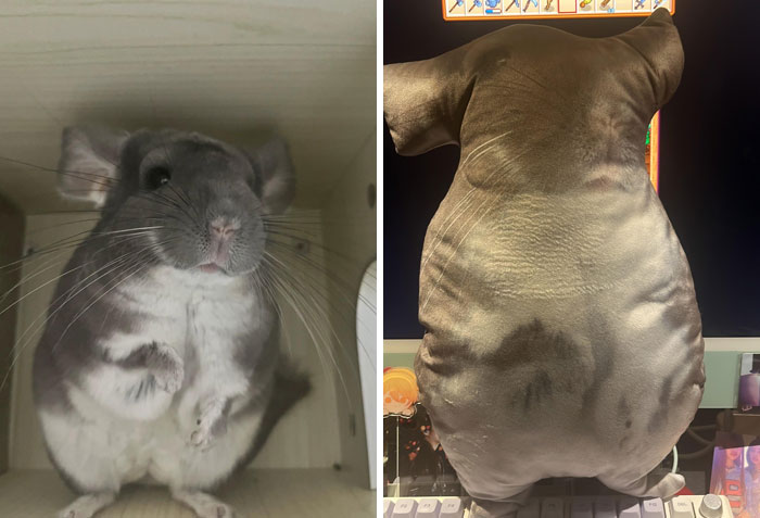 Real chinchilla versus oddly shaped plush toy in a funny online shopping fail.