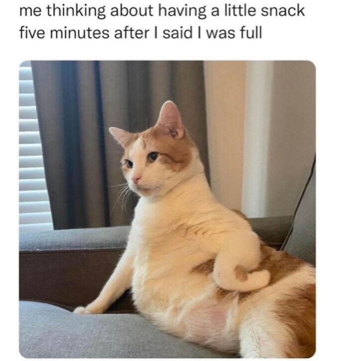 A cat sitting on a couch with a humorous expression, showcasing women's humor about snacks and feeling full.