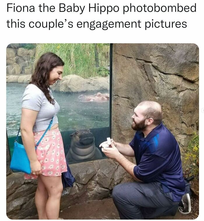 Man proposing to a woman with a baby hippo photobombing, illustrating women's humor in a funny engagement moment.