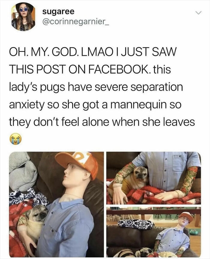 Meme post shows pugs snuggling with a mannequin to help with separation anxiety. Women's humor at its best.