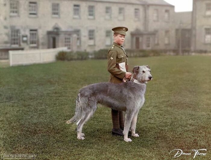 The Irish Guards' Band Drummer Boy At Waterford Barracks Standing With The Regiment's Mascot, An Irish Wolfhound, On The 21 February 1917