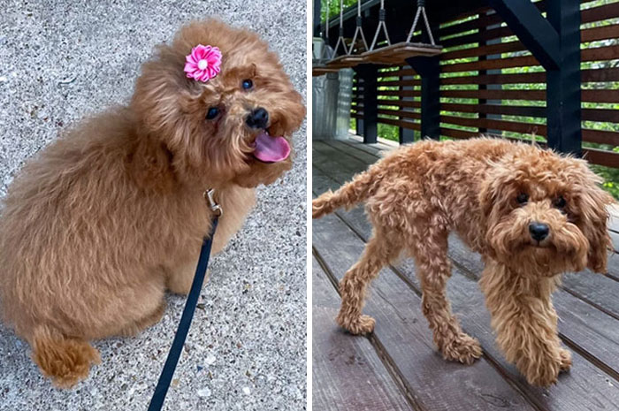 Two fluffy brown dogs, one with a pink flower on its head, showcasing different grooming styles.