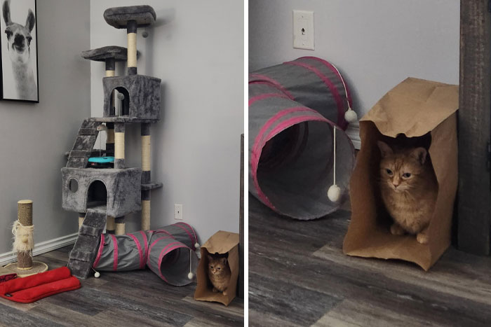 Cat ignoring play tower, sitting in paper bag and tunnel, showcasing typical playful behavior.