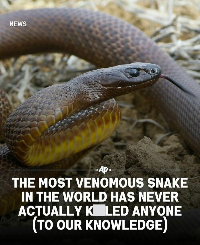 Close-up of the most venomous snake in the world highlighting fascinating facts about animals for smart knowledge.