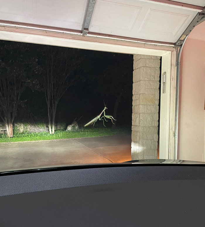 Giant praying mantis outside garage at night, creating an interesting not photoshopped illusion.