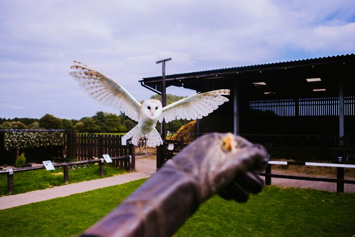 A barn owl in mid-flight approaching a gloved hand against a background of greenery and a wooden fence.