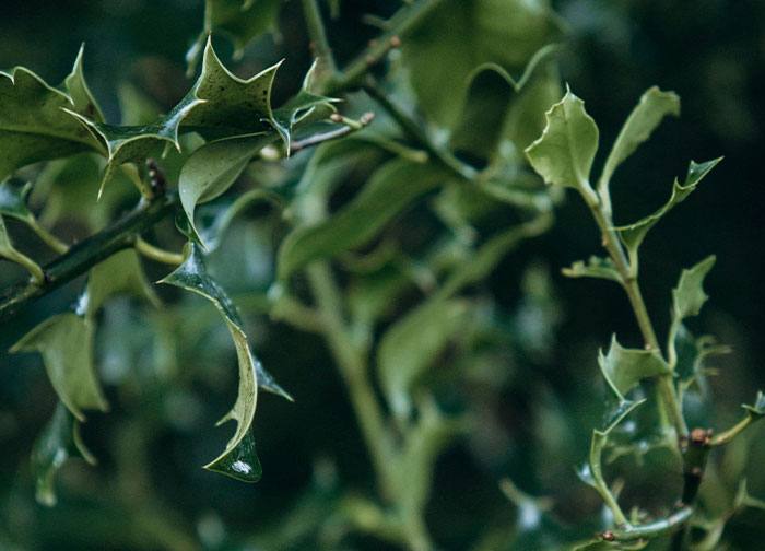 Person Comes Up With A Plan To Teach Neighbors&rsquo; Kids To Stay Away From Other People&rsquo;s Property