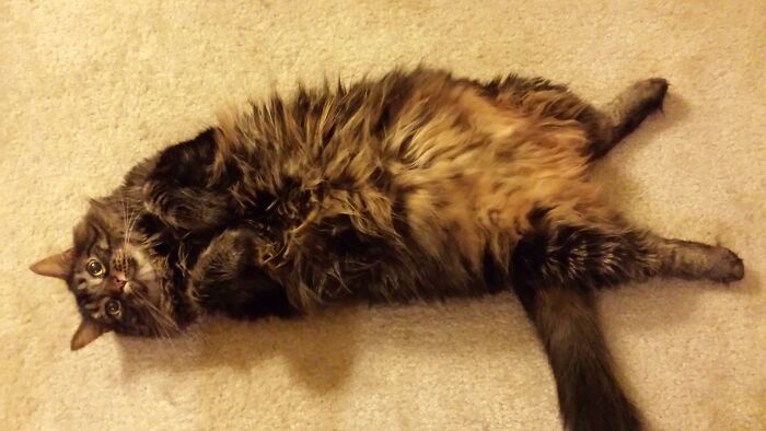 This Was How Adara Greeted Me When I Got Home From Work. It Isn't A Trap, She Really Does Like Belly Rubs
