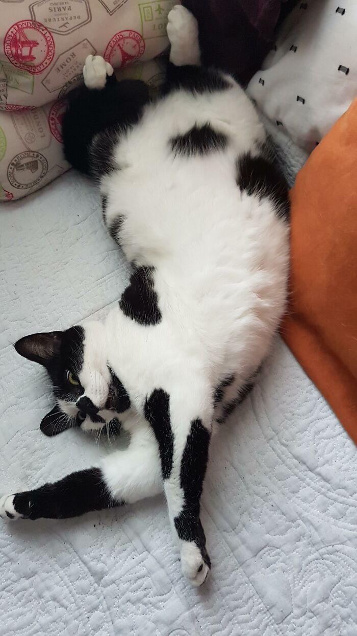 You'd Never Know She Was Once A Stray