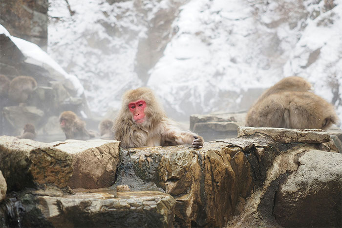 Snow monkeys in a misty hot spring, a hyped travel destination, surrounded by snowy rocks.