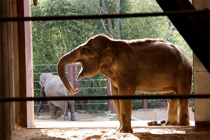 Elephants in a zoo enclosure on a sunny day, representing hyped travel destinations.