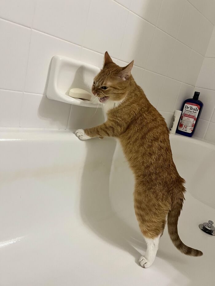This Cat Decided To Explore The Taste Of Soap And The Reaction After Is Priceless