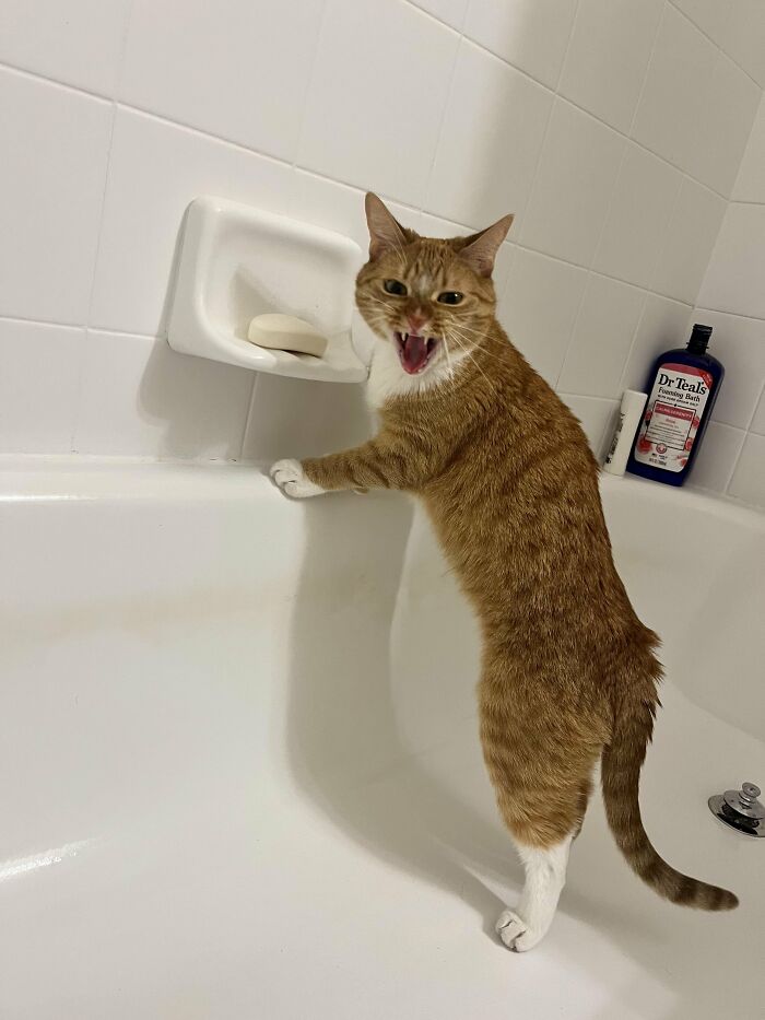 This Cat Decided To Explore The Taste Of Soap And The Reaction After Is Priceless