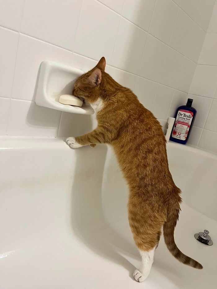 This Cat Decided To Explore The Taste Of Soap And The Reaction After Is Priceless