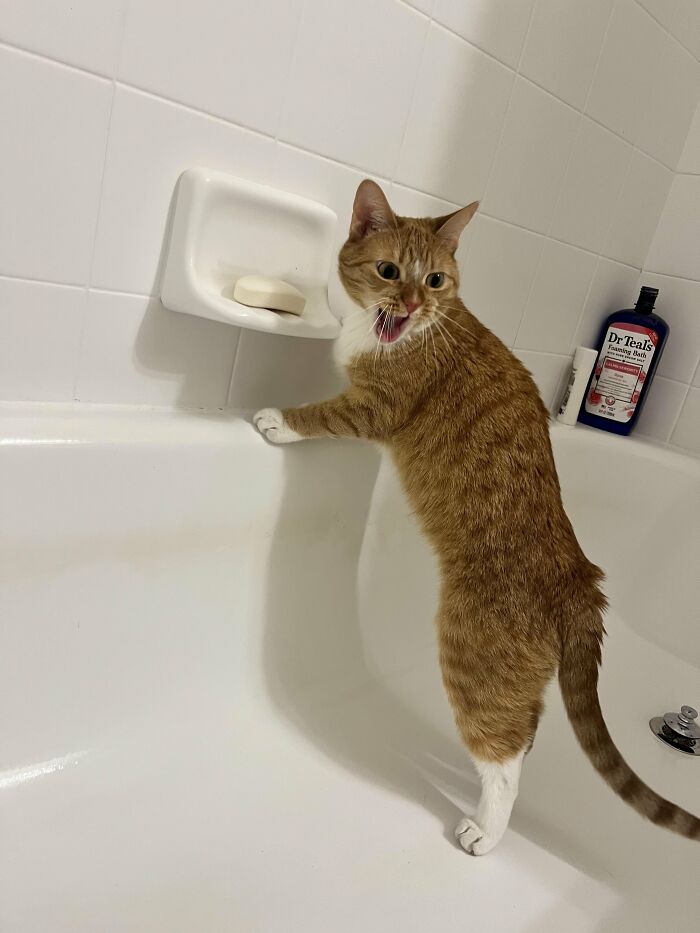 This Cat Decided To Explore The Taste Of Soap And The Reaction After Is Priceless