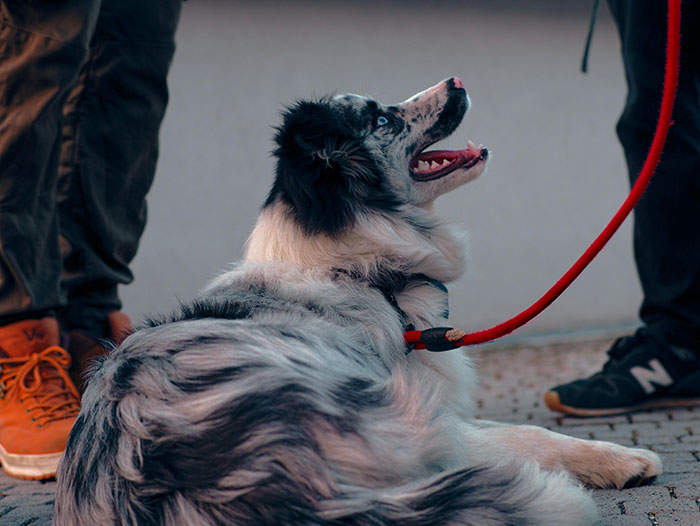 Guy Calls Police After Neighbor's Kid Hurts His Dog, Ends Up Getting Them Arrested And CPS Called