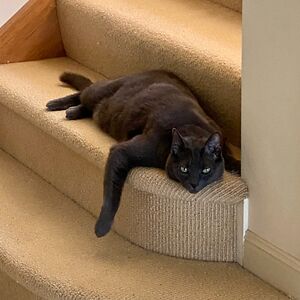 christinawang_3 avatar