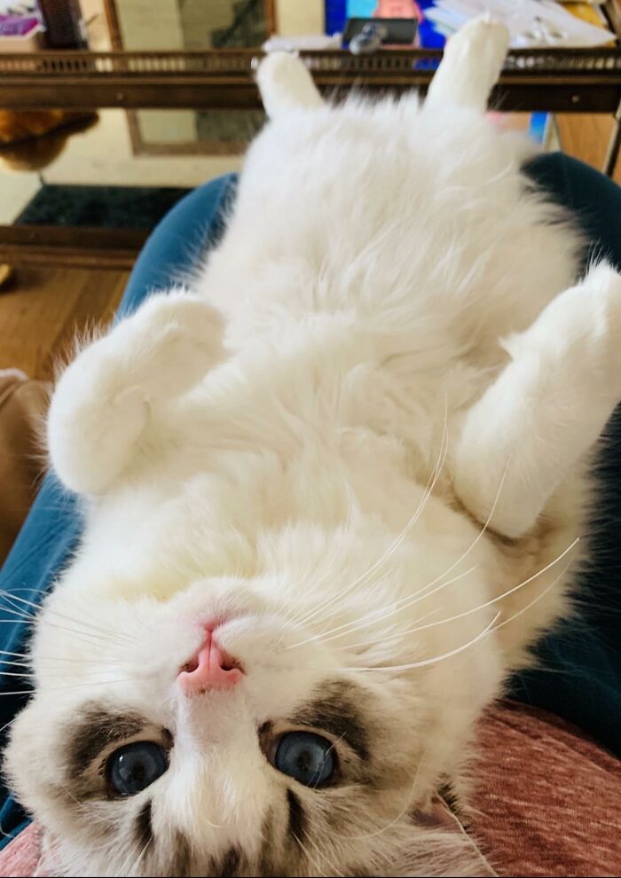 Good View Of A Great Belly