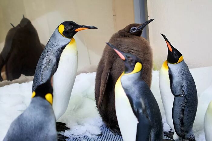 Pesto, The Viral Penguin, Is About To Lose All His Fluff And Become A Full-Fledged King Penguin